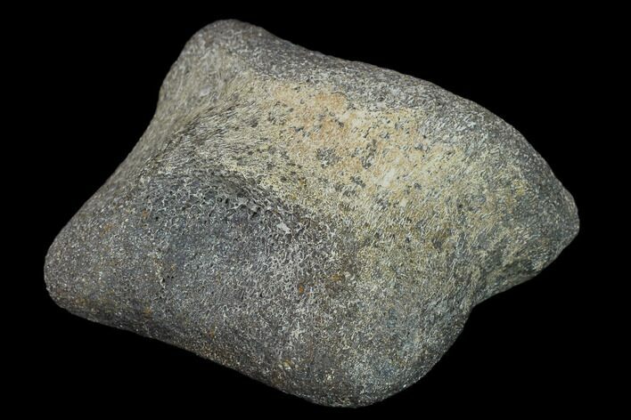 Ceratopsian Dinosaur Phalange - Alberta (Disposition #-) #134443